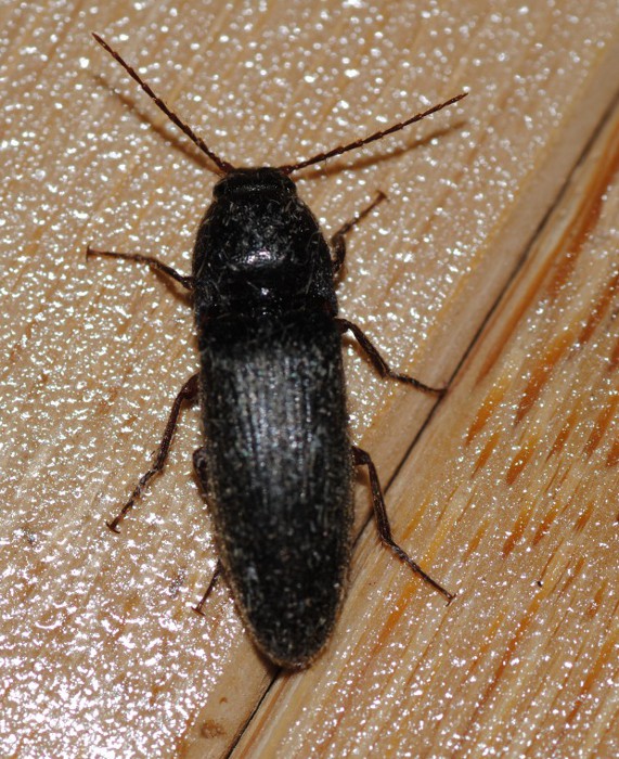 Ancora ID. - Melanotus sp. (Elateridae)